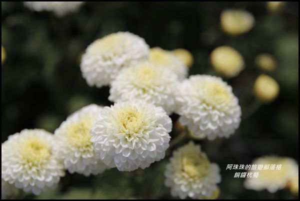 銅鑼杭菊4.JPG