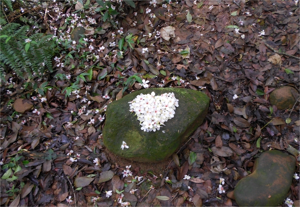 四月雪小徑：花都開好了～