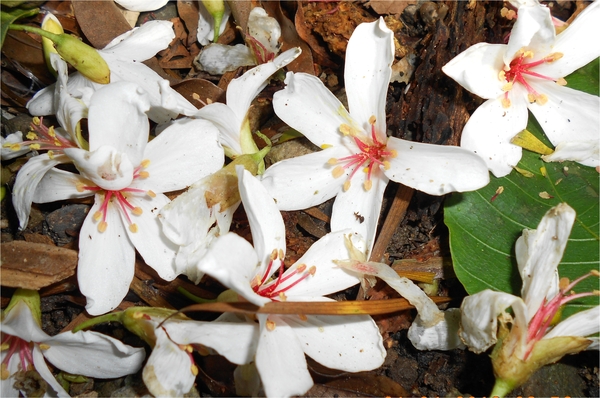 四月雪小徑：花都開好了～