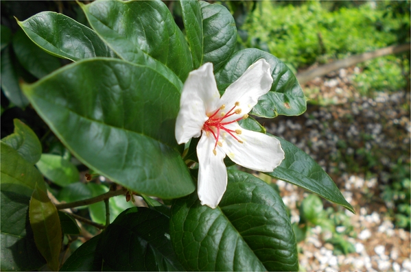 四月雪小徑：花都開好了～