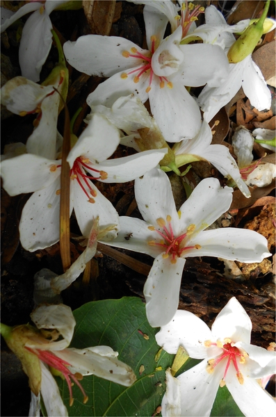 四月雪小徑：花都開好了～