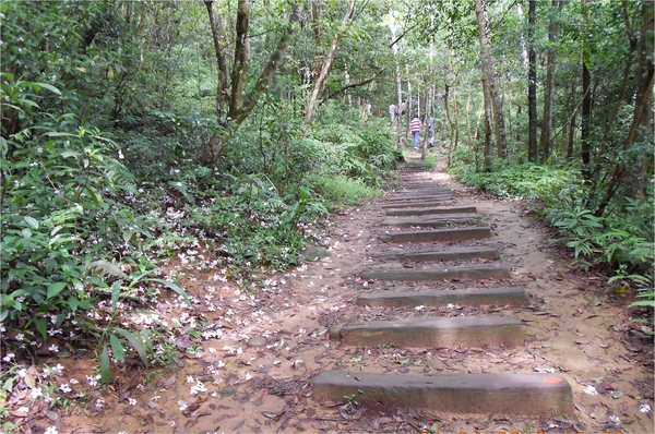四月雪小徑：花都開好了～