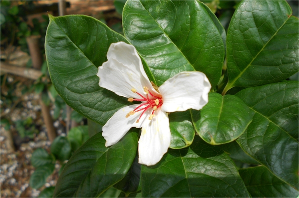 四月雪小徑：花都開好了～
