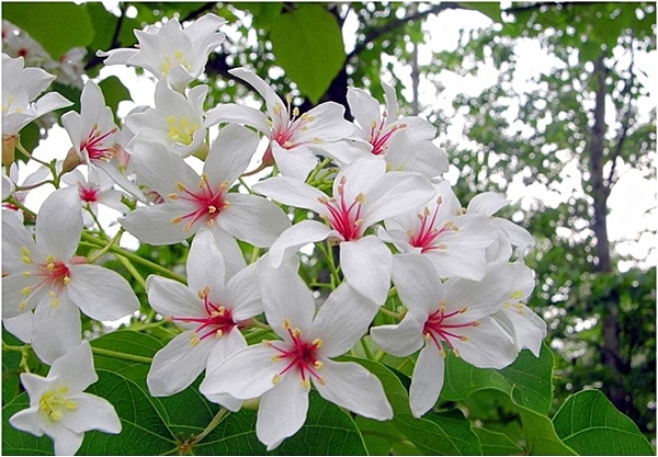 四月雪小徑：花都開好了～