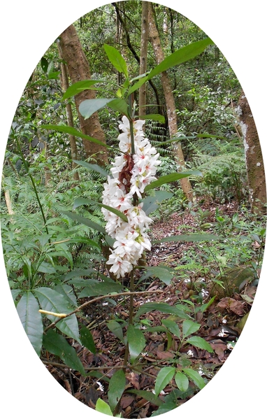 四月雪小徑：花都開好了～