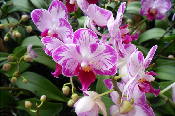 四月雪小徑：花都開好了～