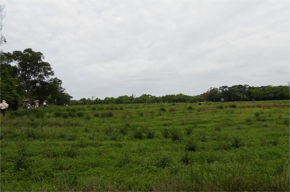 四月雪小徑：花都開好了～