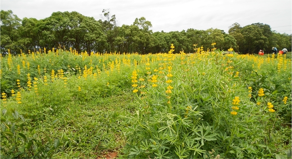 四月雪小徑：花都開好了～