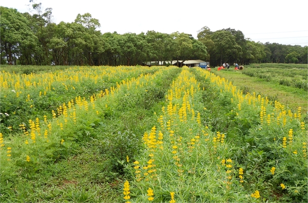 四月雪小徑：花都開好了～