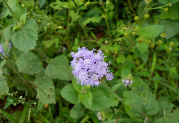 四月雪小徑：花都開好了～