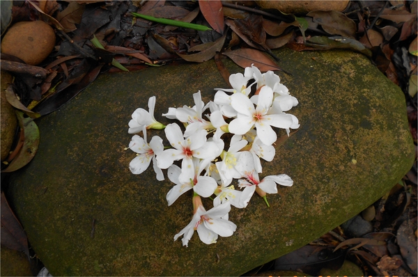 四月雪小徑：花都開好了～