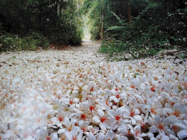 四月雪小徑：花都開好了～