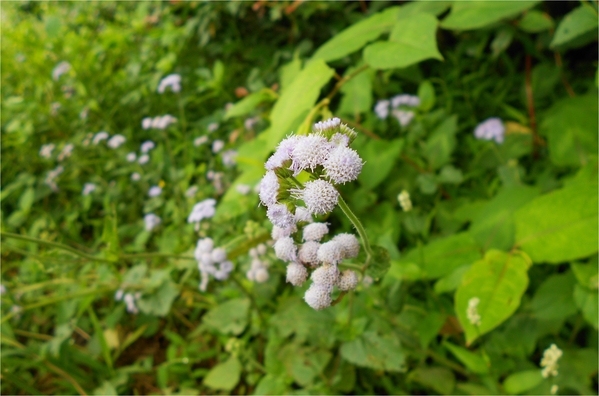 四月雪小徑：花都開好了～