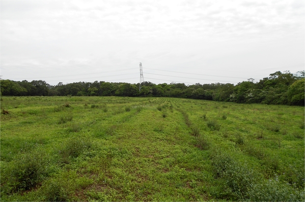 四月雪小徑：花都開好了～