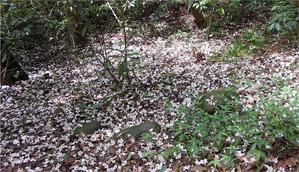 四月雪小徑：花都開好了～