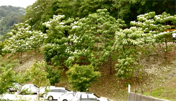 四月雪小徑：花都開好了～