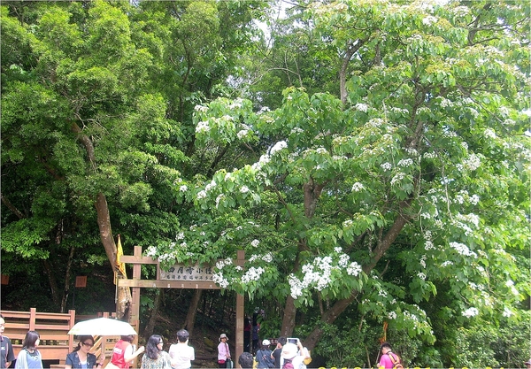 四月雪小徑：花都開好了～