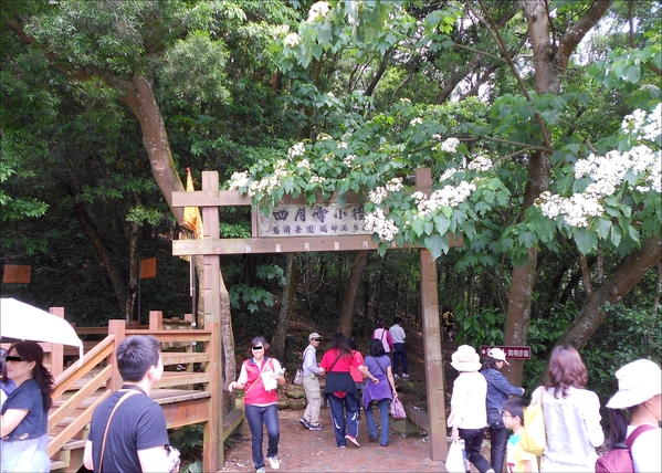 四月雪小徑：花都開好了～