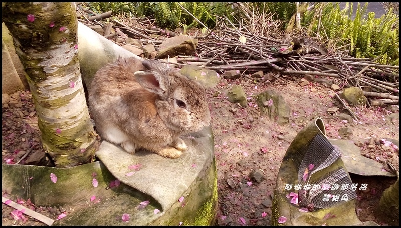 碧絡角庭園咖啡55