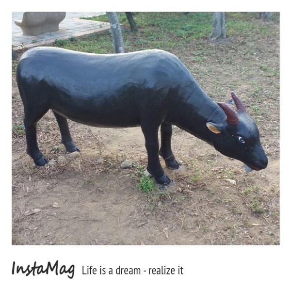 通霄-秋茂園：【苗栗景點】通霄秋茂園