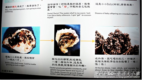 安平蚵灰窯文化館:【台南/安平區】哇~好大一顆鮮蚵..讓人垂涎三尺~蚵灰窯文化館