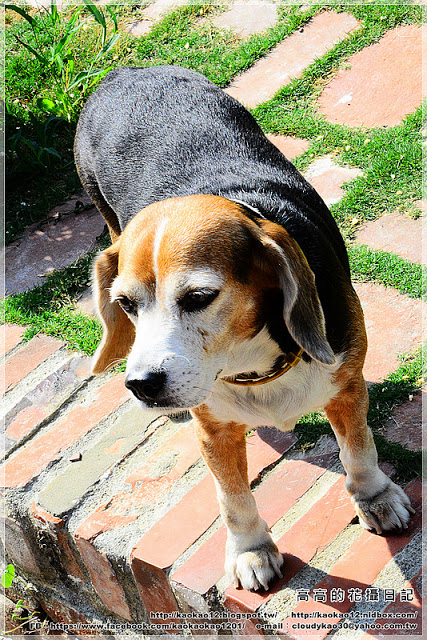 橋南老街:【臺南】鹽水區。橋南老街