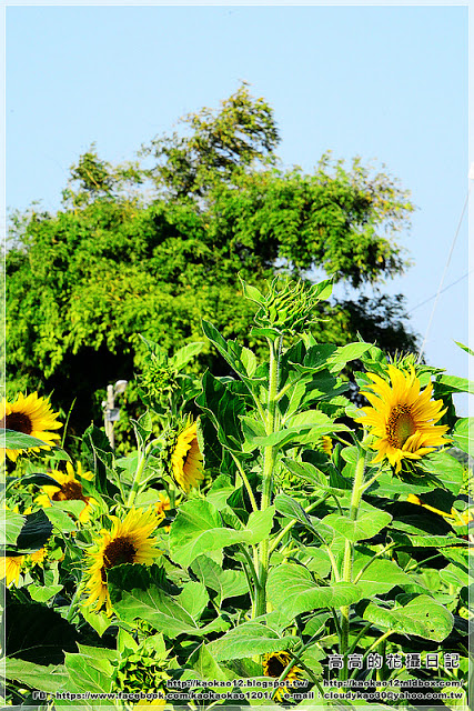 台南鹽水台灣詩路:【臺南】鹽水區。臺灣詩路