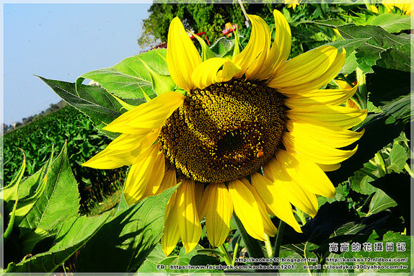台南鹽水台灣詩路:【臺南】鹽水區。臺灣詩路