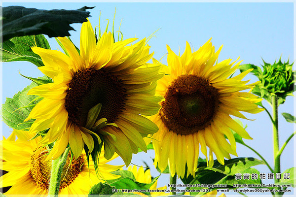 台南鹽水台灣詩路:【臺南】鹽水區。臺灣詩路