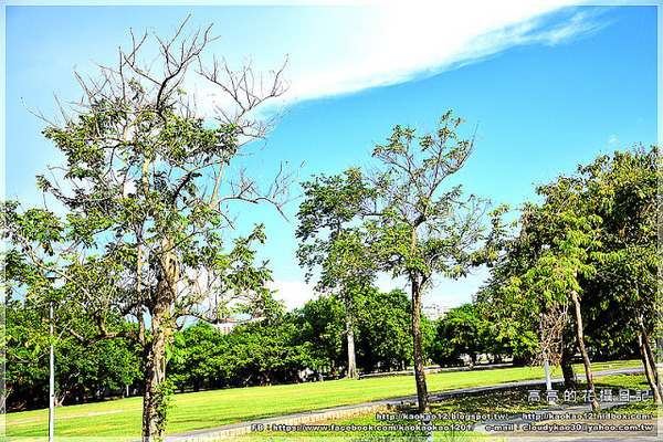 衛武營都會公園:【高雄】鳳山區。衛武營都會公園 隨拍