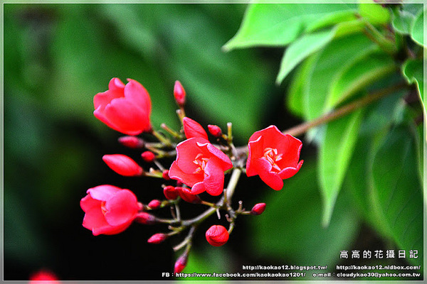 衛武營都會公園:【高雄】鳳山區。衛武營都會公園 隨拍