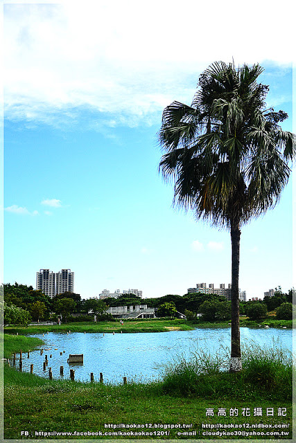 衛武營都會公園:【高雄】鳳山區。衛武營都會公園 隨拍