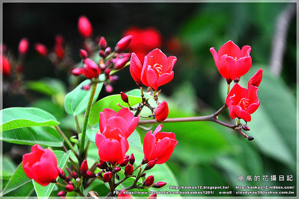 衛武營都會公園:【高雄】鳳山區。衛武營都會公園 隨拍