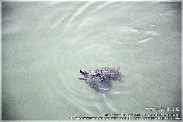 衛武營都會公園:【高雄】鳳山區。衛武營都會公園 隨拍