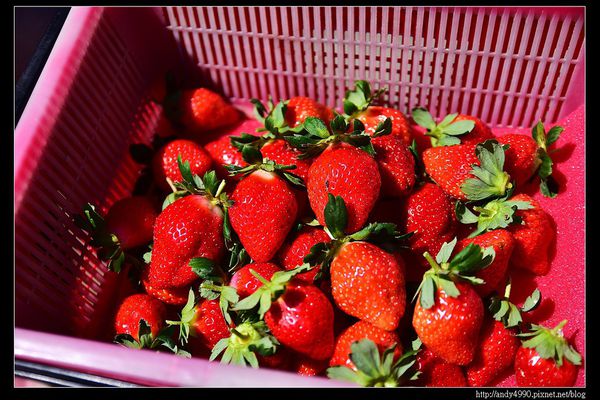 20151214大湖草莓2