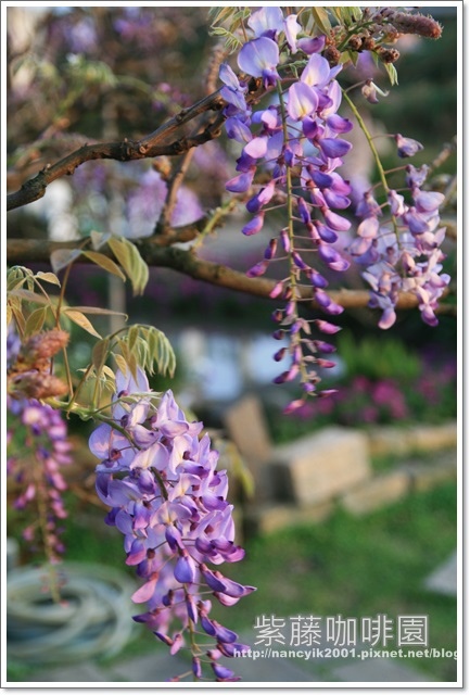 紫藤咖啡園:紫色的浪漫【紫藤咖啡園】