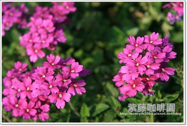 紫藤咖啡園:紫色的浪漫【紫藤咖啡園】