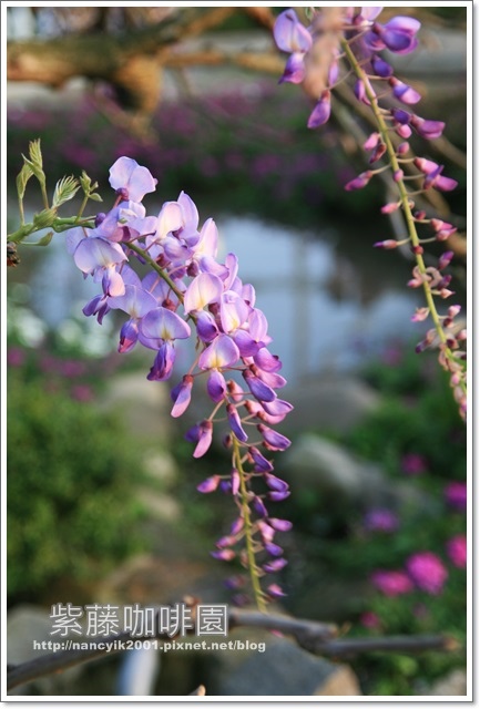 紫藤咖啡園:紫色的浪漫【紫藤咖啡園】