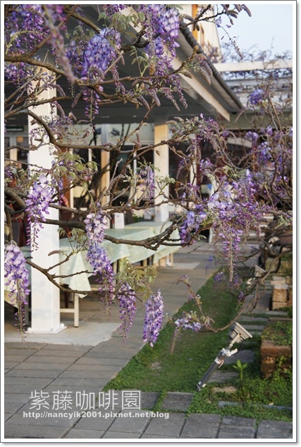 紫藤咖啡園:紫色的浪漫【紫藤咖啡園】