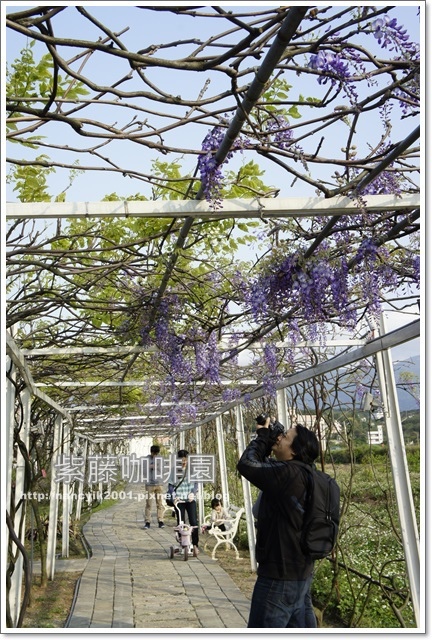紫藤咖啡園:紫色的浪漫【紫藤咖啡園】