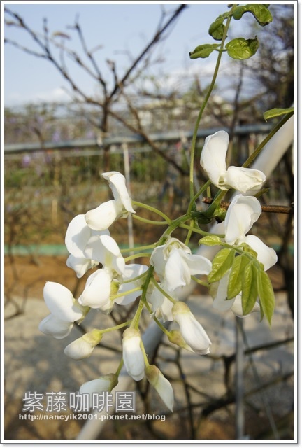 紫藤咖啡園:紫色的浪漫【紫藤咖啡園】