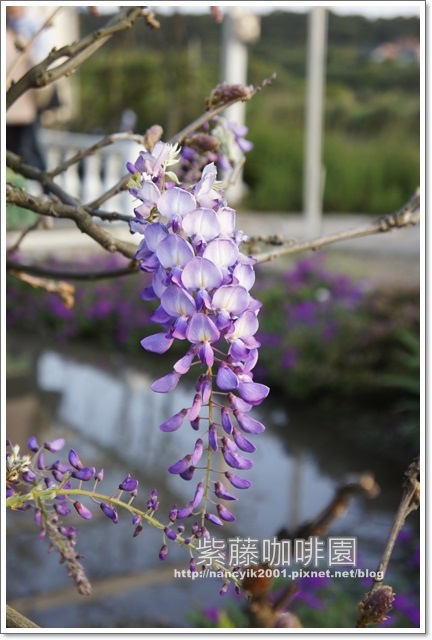 紫藤咖啡園:紫色的浪漫【紫藤咖啡園】