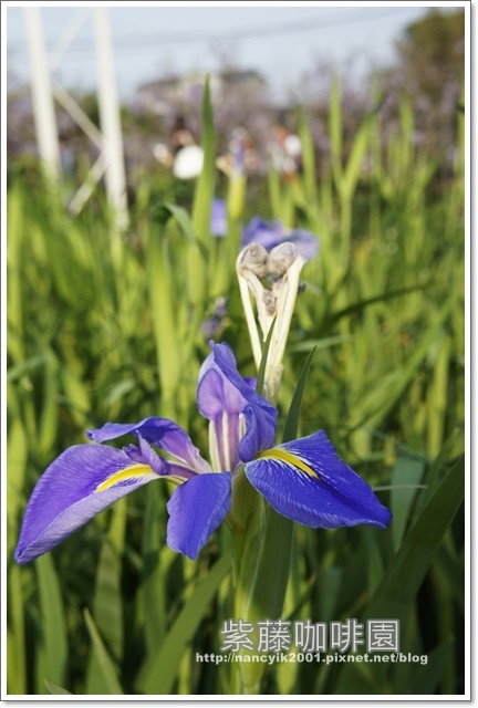 紫藤咖啡園:紫色的浪漫【紫藤咖啡園】