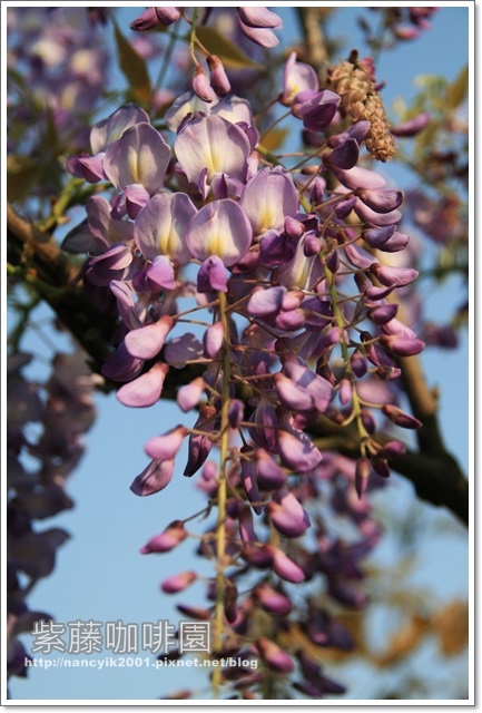 紫藤咖啡園:紫色的浪漫【紫藤咖啡園】