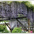 紫藤咖啡園:紫色的浪漫【紫藤咖啡園】