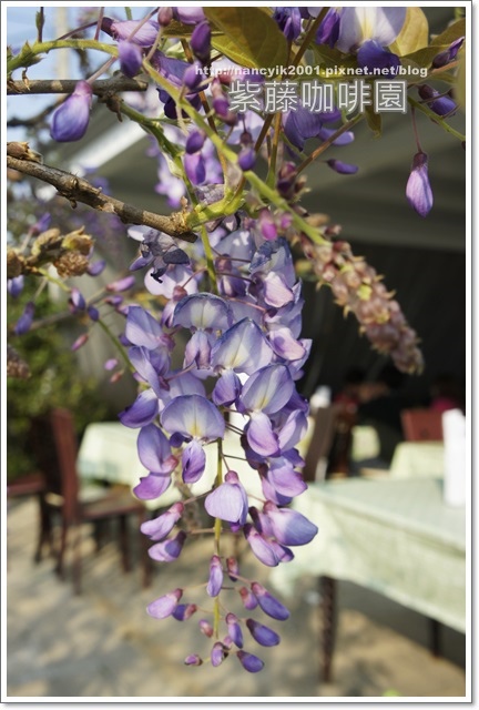 紫藤咖啡園:紫色的浪漫【紫藤咖啡園】