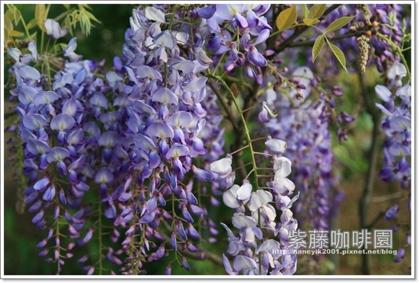 紫藤咖啡園:紫色的浪漫【紫藤咖啡園】