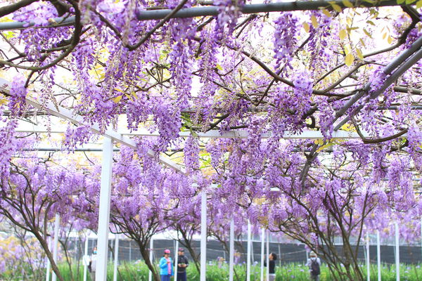 【台北旅遊】淡水紫藤花咖啡園-紫藤綻放紫色夢幻