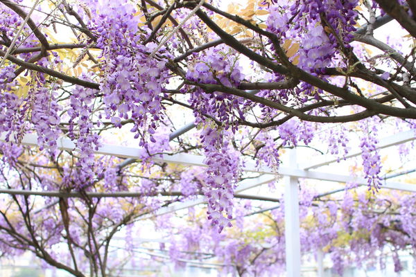 【台北旅遊】淡水紫藤花咖啡園-紫藤綻放紫色夢幻