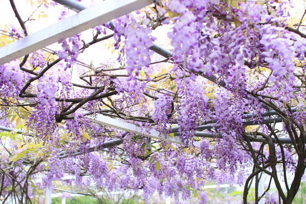 【台北旅遊】淡水紫藤花咖啡園-紫藤綻放紫色夢幻